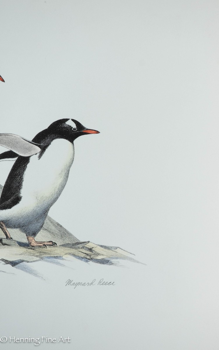 Rare Maynard Reece Lithograph Gentoo Penguins Signed & FINE
