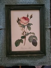 Art Les Roses By Pierre - Joseph Redoute