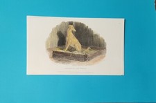 CANI incisione acquarellata a mano scena di levriero e Cuccioli 1835