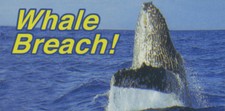 Humpback WHALE BREACH Small 4