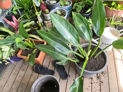 Philodendron In Brisbane Region Qld Plants Gumtree Australia Free Local Classifieds