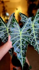 Pretty Imported Double Alocasia Multicolour Flower Bulbs Pack Of 2 Bulbs