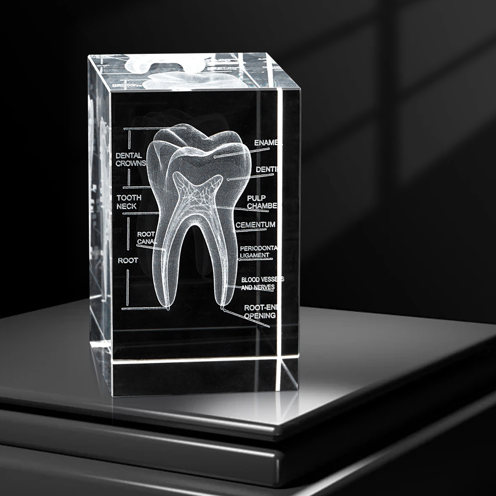 Tooth Ornament 3D Human Tooth Crystal Model for Home Decoration Dentists Gifts