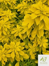 Choisya ternata Sundance - Mexican Orange Blossom - 40cm -