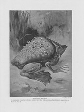 Gro&szlig;e Wabenkr&ouml;te Pipa pipa DRUCK von 1912 Common Suriname toad