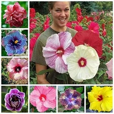 100+ Pcs Mixed Hibiscus Seeds Giant Flowers Perennial Flower - Ships from Iowa