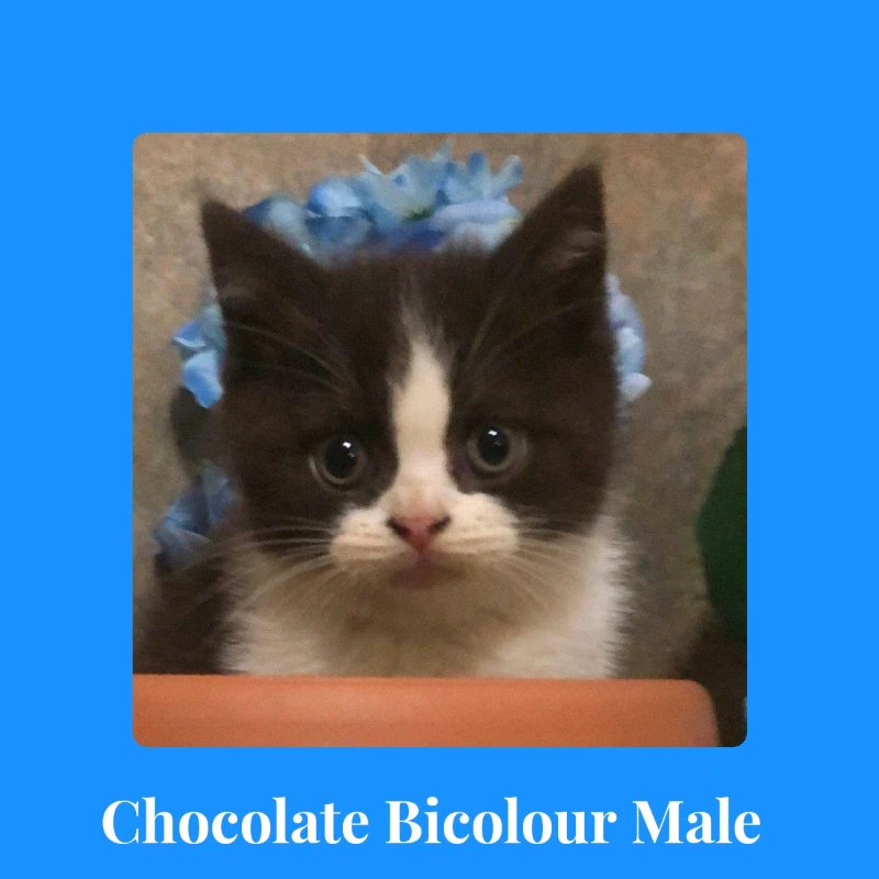 British Shorthair Kitten Cats Kittens Gumtree Australia