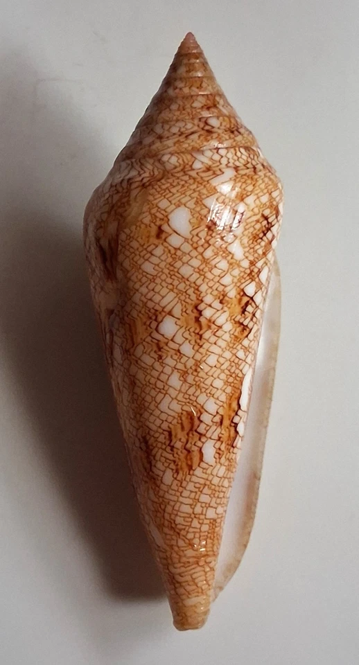 Sea shell Conus gloriamaris 89.1mm, F+, nice form, popular& RARE specimen,superb - Image 4 of 4