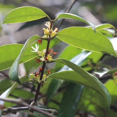 Borneo rubber (Willughbeia coriacea) - 1 germinated seed