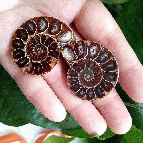2pc Half Cut Natural Ammonite Shell Fossil Specimen Madagascar Collection Gem - Imagen 7 de 9