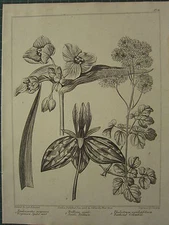 1805 DATED FLOWER PRINT ~ VIRGINIAN SPIDER WORT ~ SESSILE TRILLIUM COLUMBINE