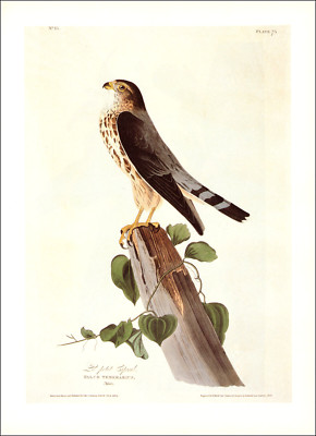 1997 Vintage Print Merlin Le Petit Caporal Male Bird Illustration Image Audubon