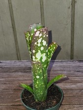 Billbergia hybrid rare bromeliad 4''pot