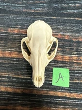 Real Grey Fox Unique Animal Mount Halloween Skull Art Craft Mountain Man Canine