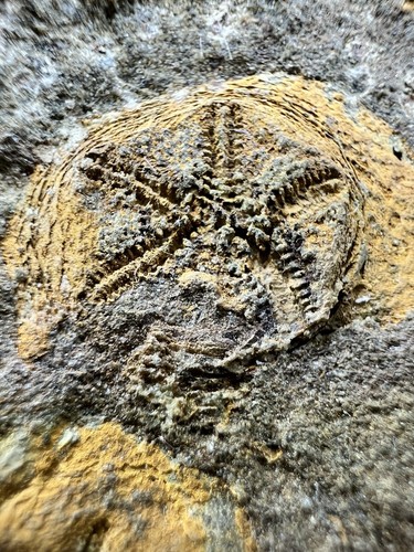 Very Rara Double Isorophus Starfish Fossil Morocco Fossil Fossile Fossilien - Picture 6 of 12