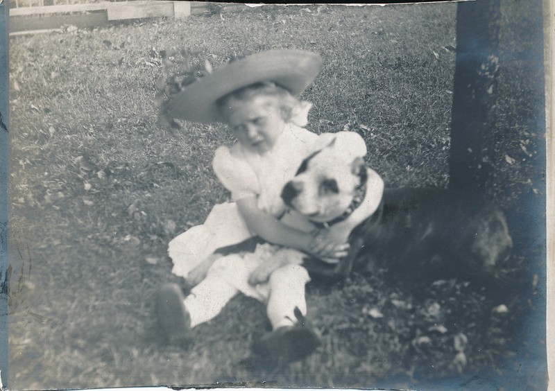 vintage snapshot photo: 1907 Pit Bull Terrier Dog Pitbull Photograph Girl #10
