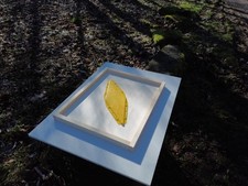 Zander Bienenflucht nach Nicot 