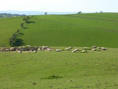 Foto 6x4 Schafe in der Sonne Broadstone\/SO5003 Schafe lagen im warmen Frühling um 2017