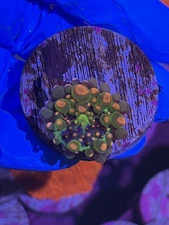 OG Godzilla Bounce Mushroom Coral LPS