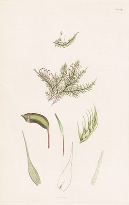 Hypnum incurvatum Moose mosses botany Botanik Kupferstich Sowerby Smith 1839
