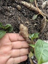 Madeira vine, Andredera cordifolia Tubers, Edible Plants