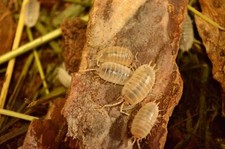 100 Porcellio laevis "white" isopods - live insect vivarium cleaner crew