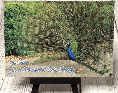 Peacock ''In Ohio ... Just Struttin' My Stuff''  Humor Bird Peafowl Postcard