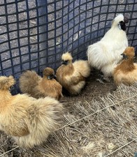 Silkies Buff white Rooster Fertile Eggs,1 dozen.