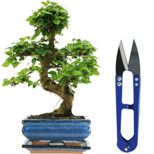Bonsai Ligustrum Tree Live Indoor Houseplant in 15cm Pot + Bonsai Shears
