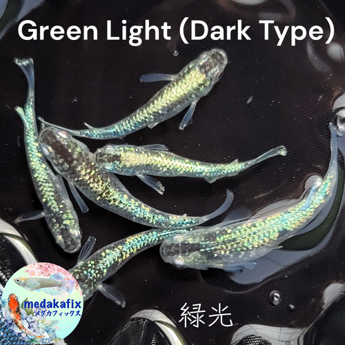 緑光 Green Light (Dark Type) Medaka Rice Fish Eggs 10 fertilized eggs + α