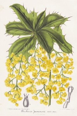 Berberis Berberitze Sauerdorn barberry Asien Asia Botanik botany Stroobant Litho