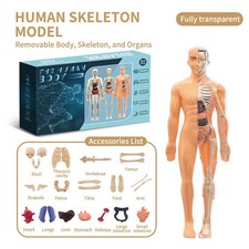 Human body structure model 3D Educational Anatomy Figure Assembly Toys