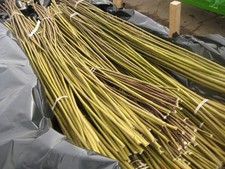 30 Longer 2ft 60cm Long Hybrid Willow Cuttings For Hedging,