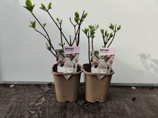 2x Hydrangea Paniculata 'Pink Lady' Pink 1 Litre Garden Plant Shrub
