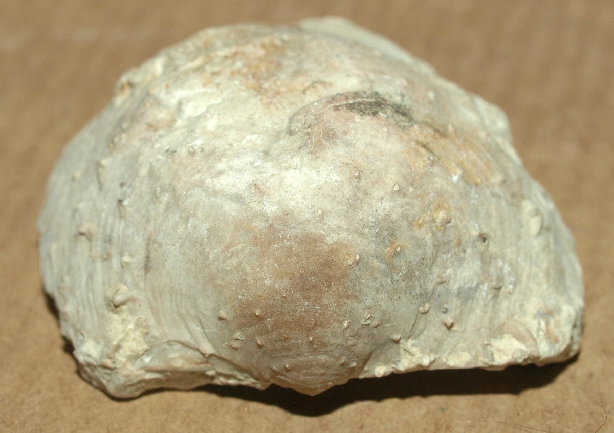 Productid Brachiopod Productid Brachiopod « Malahide Formation Fossil