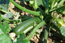 10 GRAINES DE COURGETTE VERTE NON COUREUSE D'ITALIE