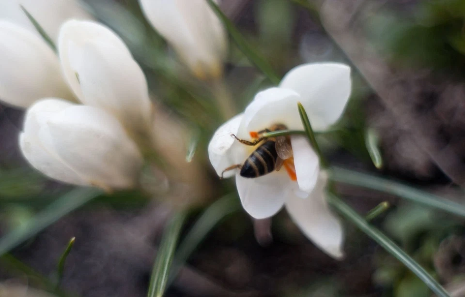 Lente telémetro vintage soviética JUPITER-8 2/50 montura M39 / plateada Foto 2 de 4