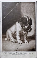Postcard Dog in a Caged Muzzle For the Safety of the Public Posted 1910