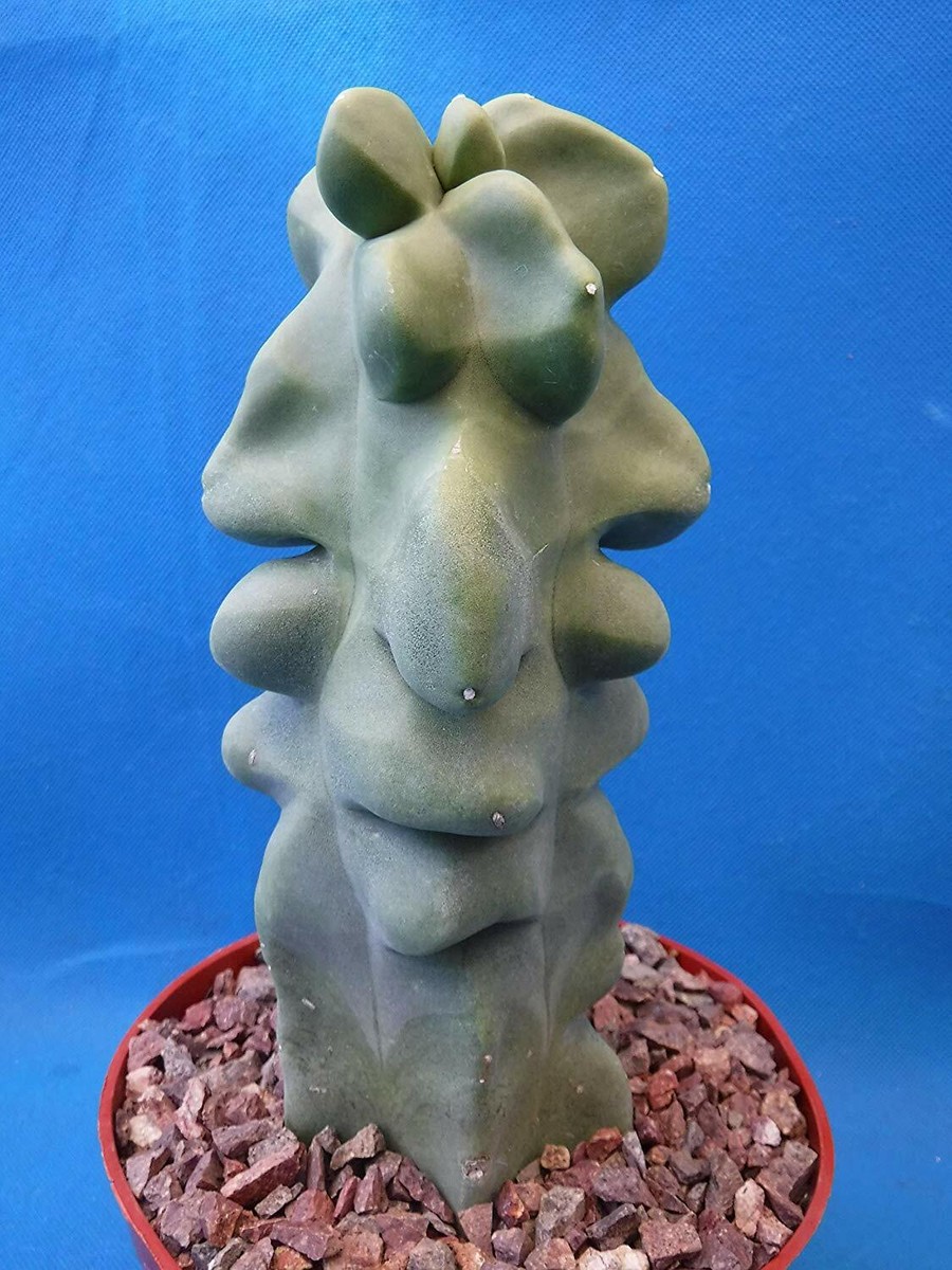dracena hawaiian Dracaena Hawaiian Sunshine Bush | 8