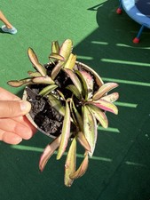 Hoya Wayetii