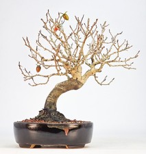 Bonsai Kakipflaume - Diospyros kaki Shohin 21cm 