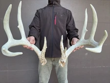 163" 12 Point  Whitetail Deer Shed Antlers Sheds Horns Rustic Decor  taxidermy