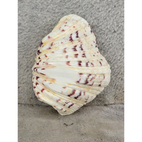 Natural Bear Paw Clam Shell Hippopus Hippopus Cream Burgundy Spotted 4.5 Inch