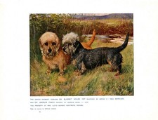 Antique Dandie Dinmont Print 1911 Ch Blacket House Yet Ancrum Fanny 6830Q