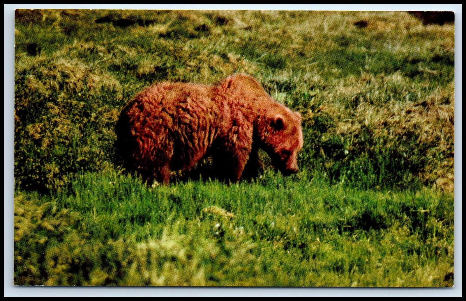 Postcard Grizzly Bear .the Mightystraw-colored Toklat Alaska   Z67