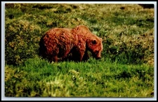 Postcard Grizzly Bear .the Mightystraw-colored Toklat Alaska   Z67