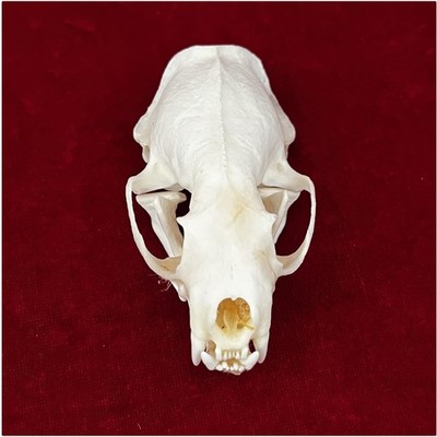 Taxidermy Supplies - Real Animal Skull for Study