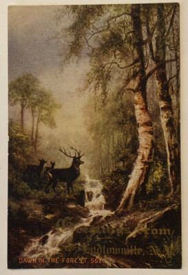 #ad Ludlowville NY Greetings Dawn in the Forest Vintage Postcard $6.50