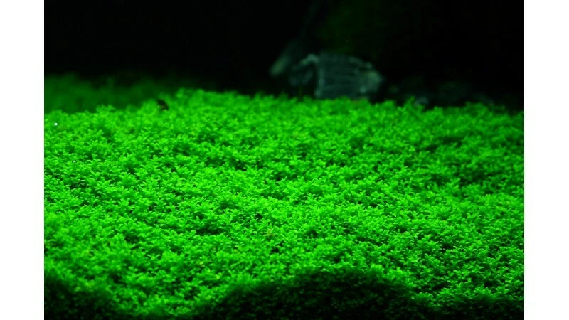 10X10 Dwarf Baby tears Hemianthus Callitrichoides cuba mat aquarium planted tank - Image 2 of 4