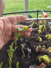 Navy Bean Seedling Starters  - Two Live Plants - Free Shipping!